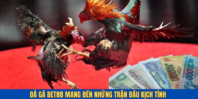 Đá Gà Bet88 - Siêu Phẩm Giải Trí Hàng Đầu Đừng Bỏ Lỡ