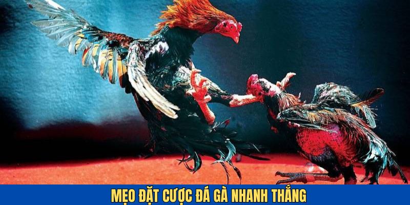 Mẹo đá gà nhanh thắng tại Bet88