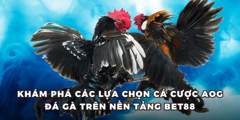 Khám phá các lựa chọn cá cược AOG đá gà trên nền tảng BET88
