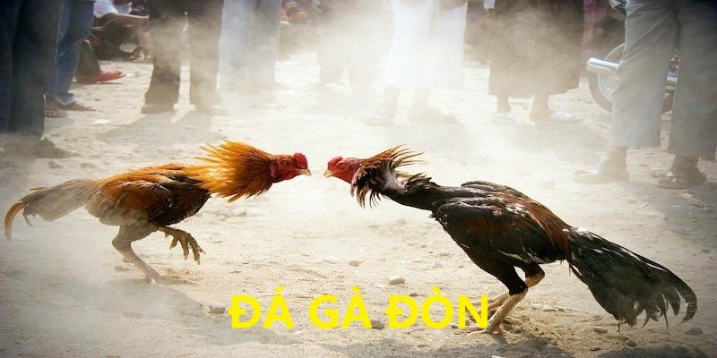 Đá Gà Đòn Bet88 - Sân Đấu Hội Tụ Chiến Kê Thực Thụ
