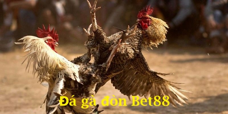 Giới thiệu sơ lược đá gà đòn Bet88 cực chất 