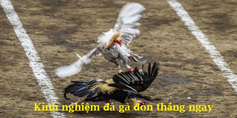 Bí quyết cá cược đá gà đòn hiệu quả người chơi có thể áp dụng 