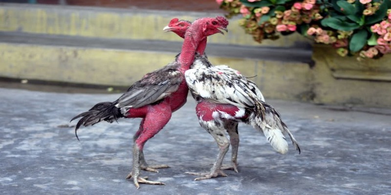 Luật chơi cá cược đá gà quan trọng bạn cần nắm 