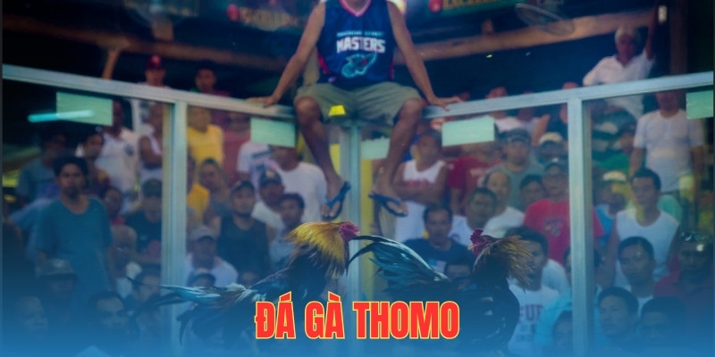 Đá Gà Thomo - Trải Nghiệm Đấu Trường Sôi Động Tại BET88