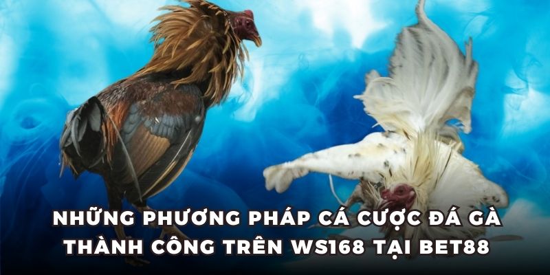 Những phương pháp cá cược đá gà thành công trên WS168 tại BET88