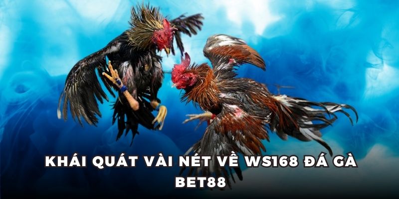 Khái quát vài nét về WS168 đá gà BET88